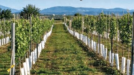 bea grape 1|bea grape microbiome